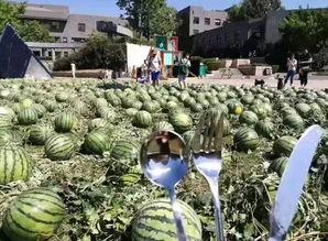 北京朝阳吃瓜,瓜界风云录，一网打尽美食盛宴