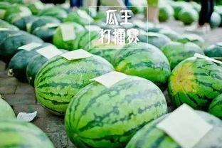 热门大瓜每日大赛,揭秘娱乐圈最新爆料，大赛精彩瞬间回顾